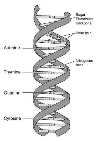 Written in Your Genes: DHT, Heredity, and What Your Family Tree Reveals About Your Hair's Future